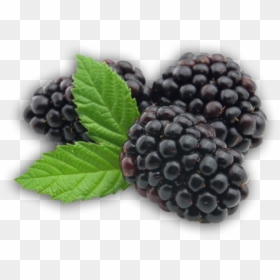 Blackberry Fruit Png Picture - Blackberry Fruit Transparent, Png Download - blackberry fruit png