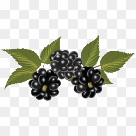 Clipart Blackberries, HD Png Download - blackberry fruit png