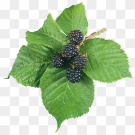 Листья Ежевики Пнг, HD Png Download - blackberry fruit png