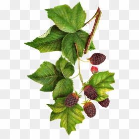 Transparent Jam Clipart - Botanical Illustration Blackberries Png, Png Download - blackberry fruit png