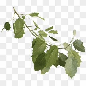 Twig, HD Png Download - 3d tree png