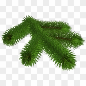 Transparent Pine Branch 3d Clipart - Pine Tree Branch Transparent Background, HD Png Download - 3d tree png