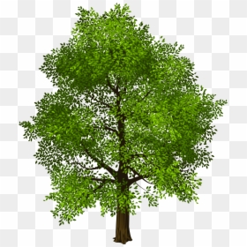 Tree Green Clip Art - Transparent Background Tree Png Hd, Png Download - free tree png