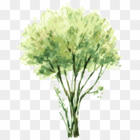 Vector Free Painting Tree Illustration Trees Treetrees - Watercolor Tree Elevation Png, Transparent Png - free tree png
