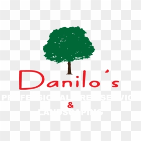 Danilo"s Tree Service & Landscaping - Tree, HD Png Download - trees from above png