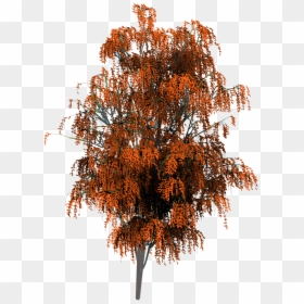 Maple, HD Png Download - trees from above png