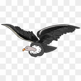 Andean Condor Clipart, HD Png Download - condor png