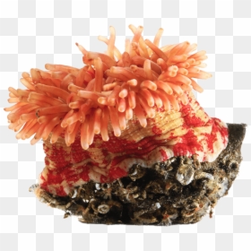 Orange Sea Anemone - Sea Anemone Clip Art, HD Png Download - sea coral png
