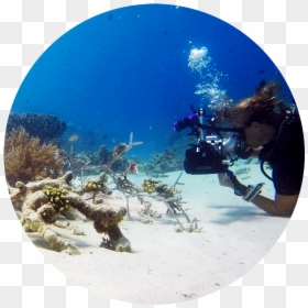 Underwater, HD Png Download - sea coral png