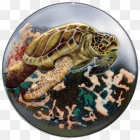 Sea Turtle With Coral In Browns - Kemp's Ridley Sea Turtle, HD Png Download - sea coral png