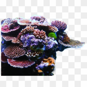 Coral De Arrecife, HD Png Download - sea coral png