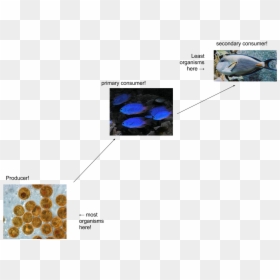 And A Food Chain Too - Mussel, HD Png Download - sea coral png