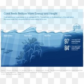 Coral Reefs Reduce Wave Energy And Height - Coral Reef Sea Level, HD Png Download - sea coral png