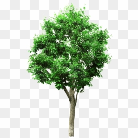 Linden Picture Material Tree Project Engineering Architectural - Architecture Trees Png, Transparent Png - architecture tree png