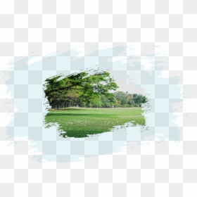 Tree, HD Png Download - architecture tree png