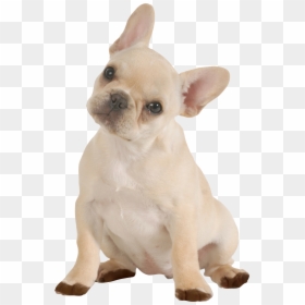 Doggy Png, Transparent Png - carpet cleaning png