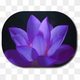 What Is Reiki - Purple Glowing Lotus Flower, HD Png Download - reiki png