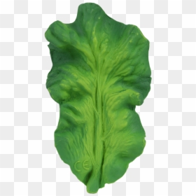 Feuille De Salade À Imprimer, HD Png Download - plant texture png