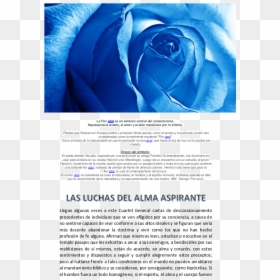 Transparent Flores Azules Png - Blue Rose Facebook Cover, Png Download - flores azules png