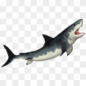 Megalodon Transparent Png - White Shark Png, Png Download - megalodon png
