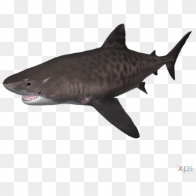 Tiger Shark Depth Megalodon - Tiger Shark Depth Game, HD Png Download - megalodon png