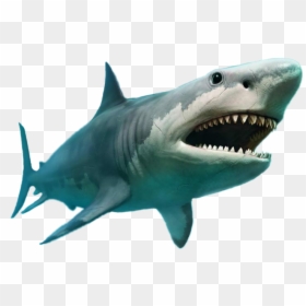 #megalodon  @kfurnace thomas,ok - 100 Kg Shark Bitten In Half, HD Png Download - megalodon png