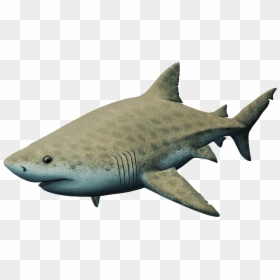 Great White Shark, HD Png Download - megalodon png