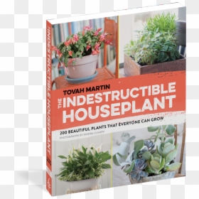 Transparent Indoor Plant Png - Plant Ugly Indestructible, Png Download - garden plants png