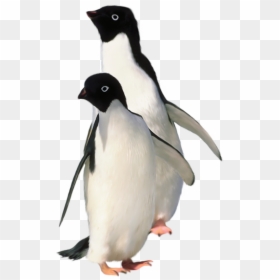 Penguin Png, Transparent Png - cute birds png