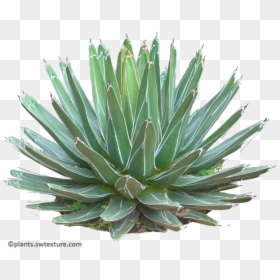 Succulent-plant - Agave Azul, HD Png Download - agave plant png