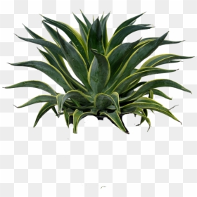 Transparent Agave Plant Png - Agave Azul, Png Download - agave plant png