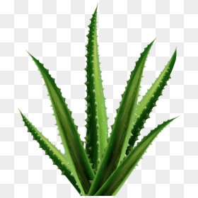 Aloe Png Clipart - Aloe Clipart, Transparent Png - agave plant png
