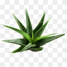 Transparent Aloe Vera Png - Aloe Vera Plant Transparent, Png Download - agave plant png