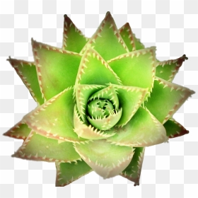 Agave, HD Png Download - agave plant png