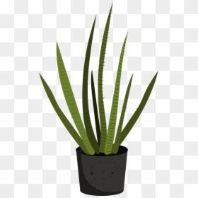 Flowerpot, HD Png Download - agave plant png