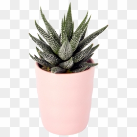 Flowerpot, HD Png Download - agave plant png