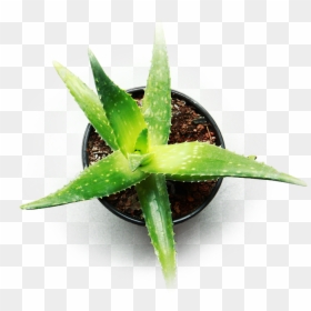 Indoor Aloe Vera For Cannabis - Comment Arroser Une Aloe Vera, HD Png Download - agave plant png