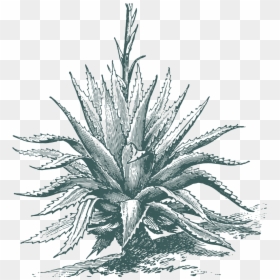 Agave-fondo - Agave Angustifolia Flower Illustration, HD Png Download - agave plant png