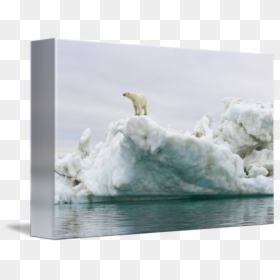 Polar Bear On Iceberg, HD Png Download - ice bear png