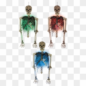 Zombie Torso With Blister Chest - Illustration, HD Png Download - torso png