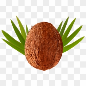 Transparent Png Coconut Palm Tree Transparent, Png Download - coconuts png