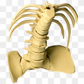 Dinosaur Torso, HD Png Download - torso png