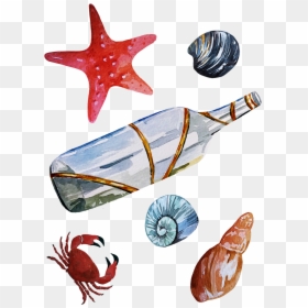 Seaside Illustration Maritime Illustration Seashells - Starfish, HD Png Download - starfish clip art png