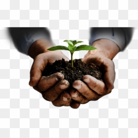 Soil In Hands Png - Healthy Soil, Transparent Png - money in hand png