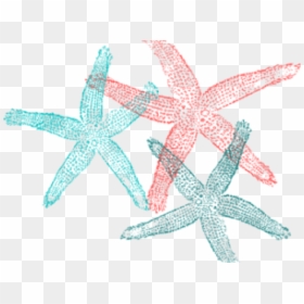Transparent Starfish Clipart Png - Fish Clip Art, Png Download - starfish clip art png