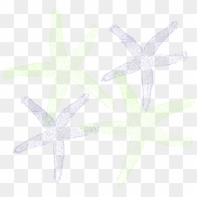 Starfish Prints Svg Clip Arts - Fish Clip Art, HD Png Download - starfish clip art png