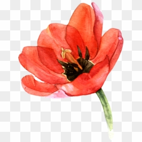 Tulips Flower Watercolor Clipart, HD Png Download - red watercolor png