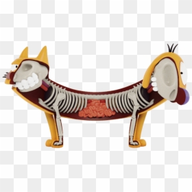 Catdog Xray, HD Png Download - spongebob pineapple png