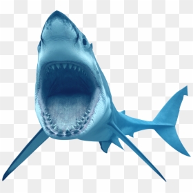 Great White Shark Crocodile Tiger Shark - Shark Transparent, HD Png Download - great white png