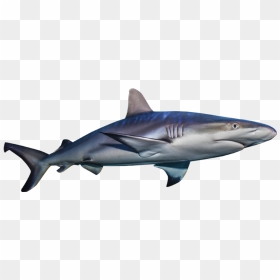 Transparent Invisible Clipart - Basking Shark Transparent Bg Gif, HD Png Download - great white png